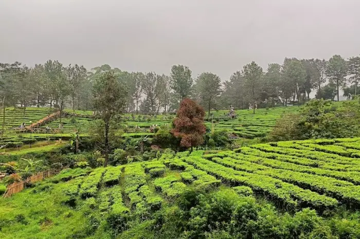 Agrowisata Gunung Mas